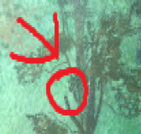 pixel.png
