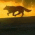 ShadowHowlerWolf