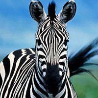 A Zebra