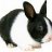~Bunny~